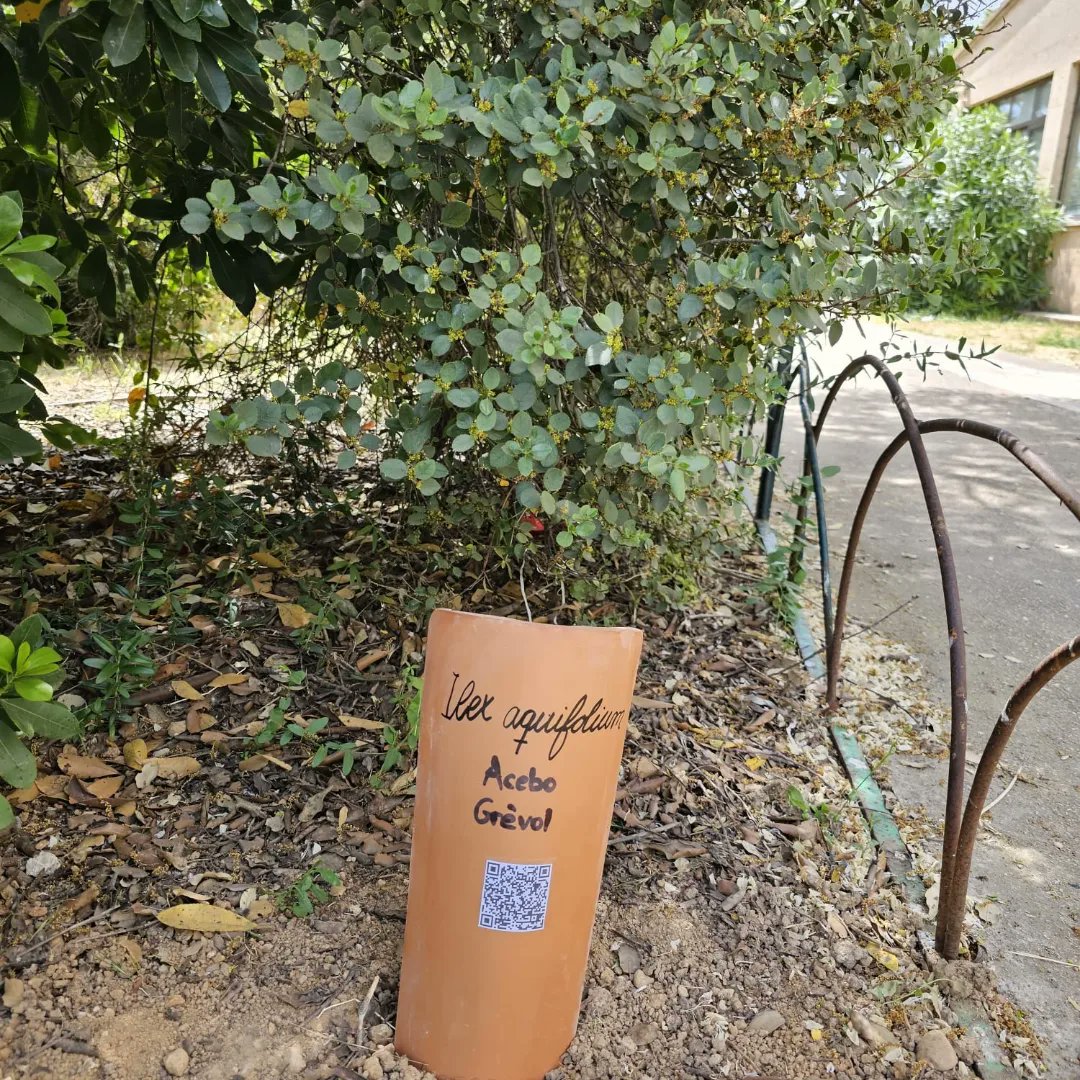 IES Son Pacs tweet media