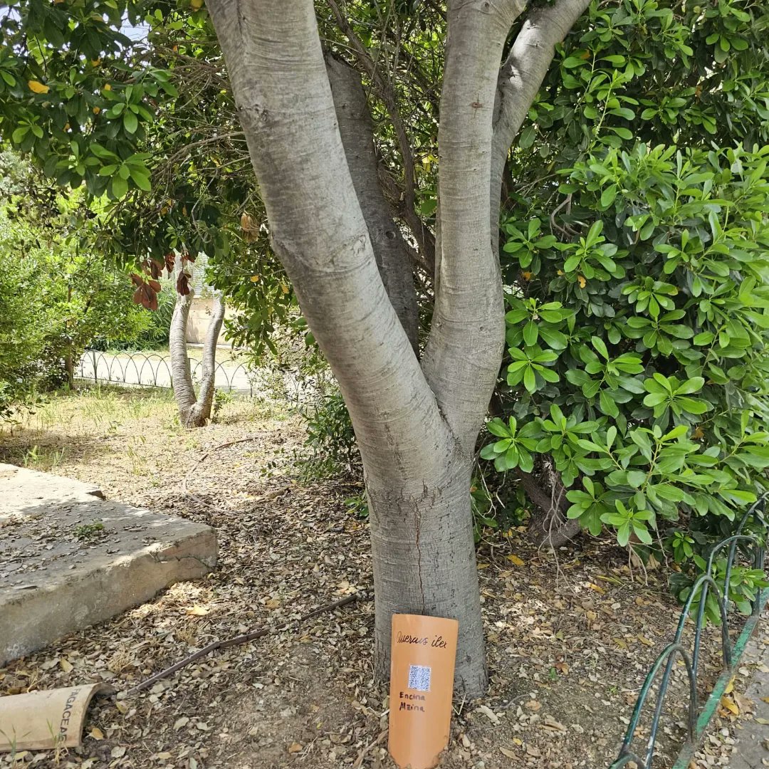 IES Son Pacs tweet media