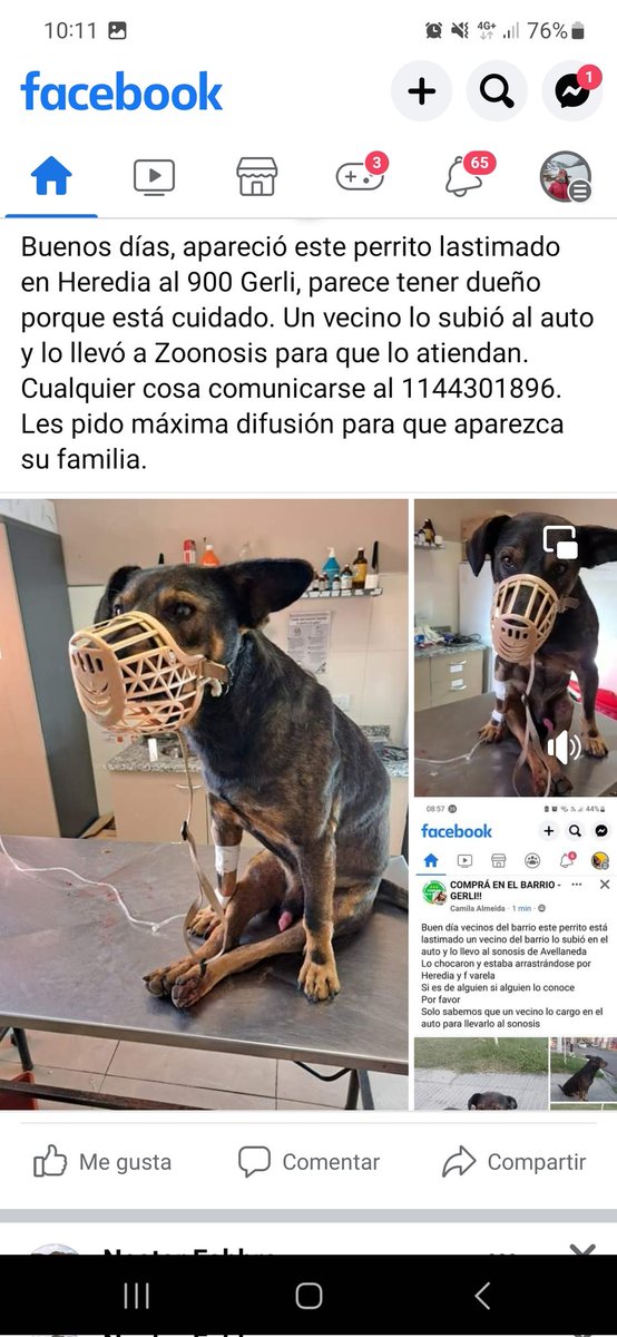 FiamFabbro's tweet photo. Perro perdido, difusión 📣 https://t.co/dDck4aHrjH