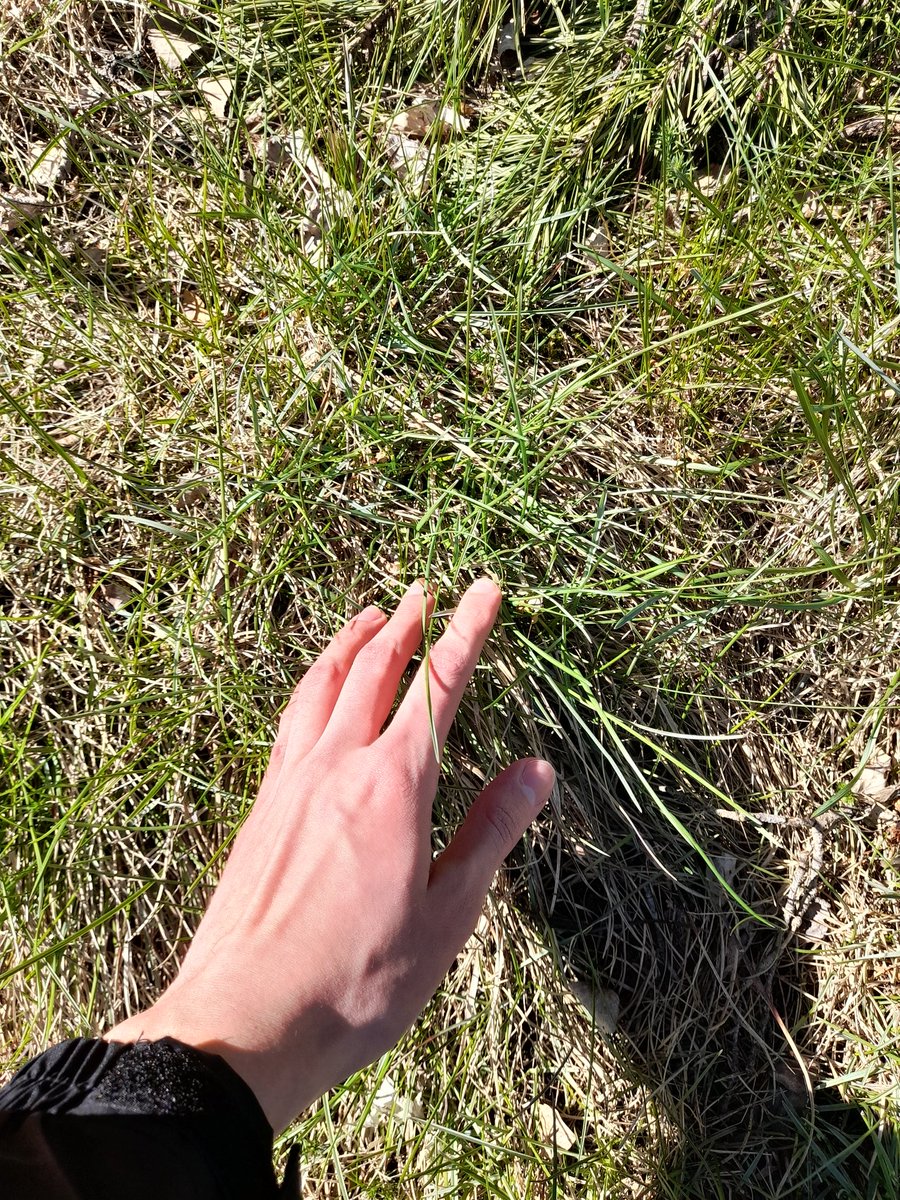 LinusFromSWE's tweet photo. Jag tog på gräs. https://t.co/Z7gQkJ1sOP