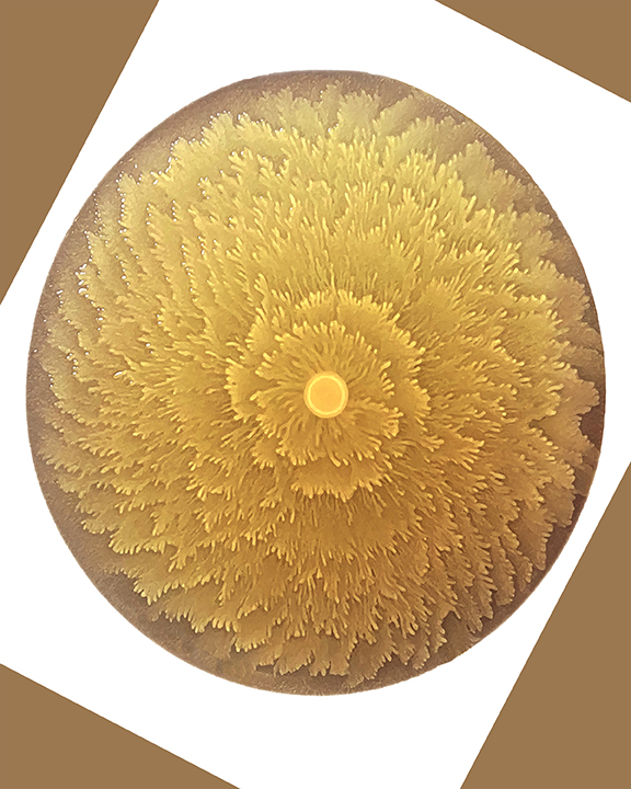 🔬🌼BioArtography Micro May Sale 20% off bioartography.com through May 14! Everything is included! Image pictured “Bloom.” Share the science art love &amp; support scientific outreach &amp; our next generation of researchers! #bioart #sciart #supportscience #microscopy #stem #steam