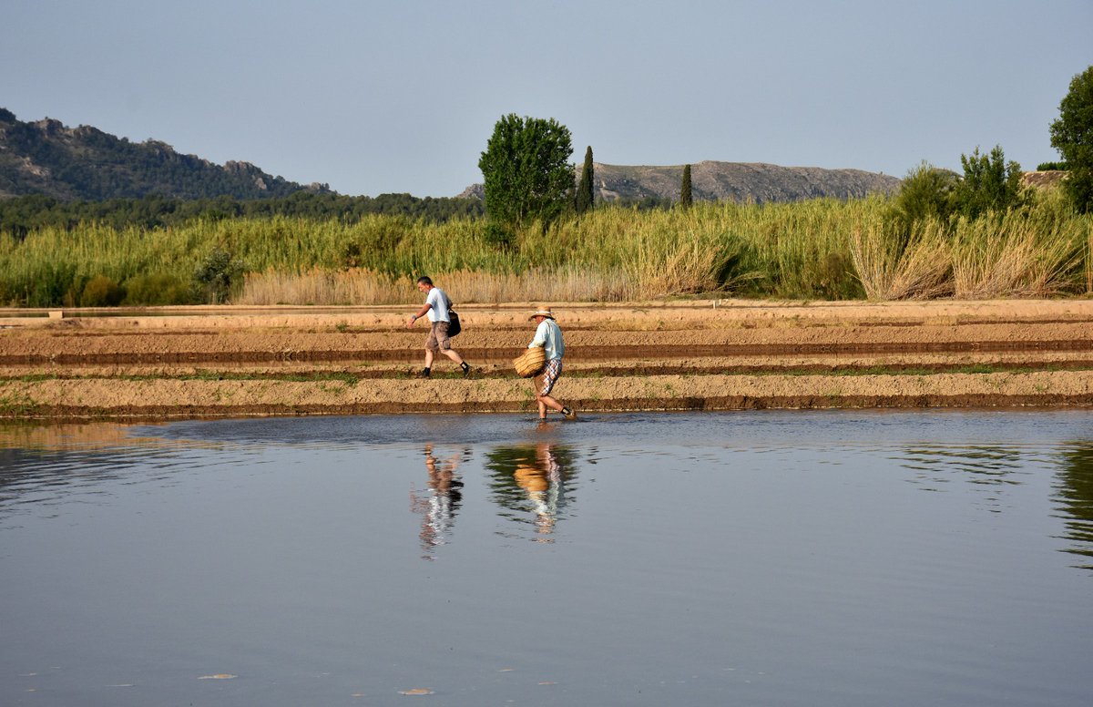 Ya queda poco para lanzar nuestras semillas 'a voleo' 🌾👨🏻‍🌾🧺

#ArrozDeCalasparra #DenominaciónDeOrigen