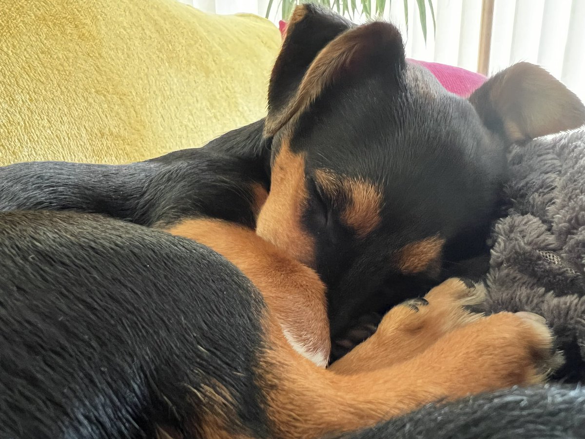 Millions of years of #evolution to end up with total cuteness #puppylove 
No #Gods required 😊