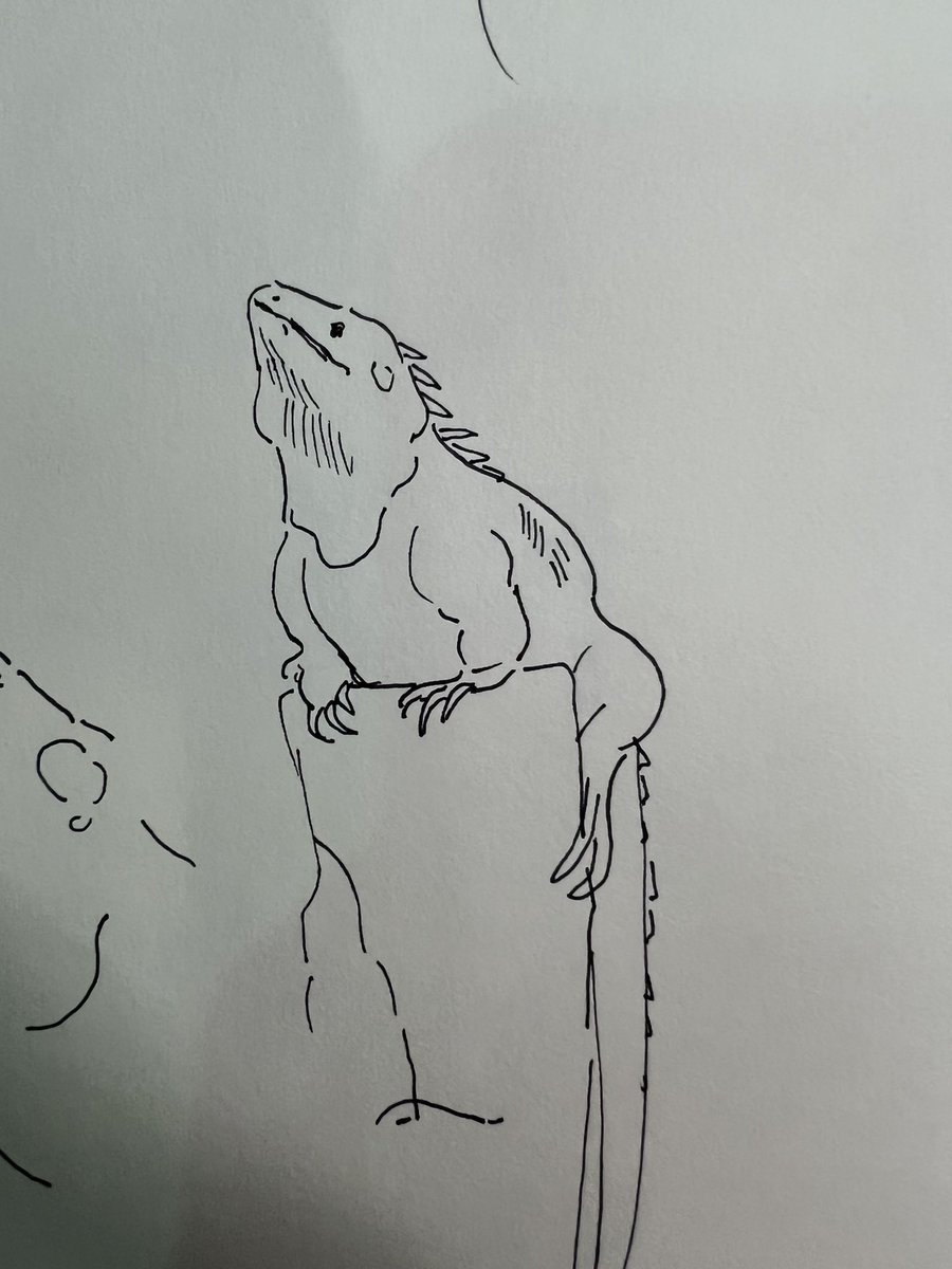 I like drawing at the zoo. People come to look over my shoulder expecting a masterpiece and instead they get