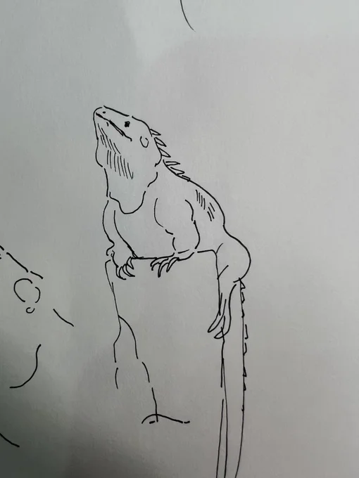 I like drawing at the zoo. People come to look over my shoulder expecting a masterpiece and instead they get