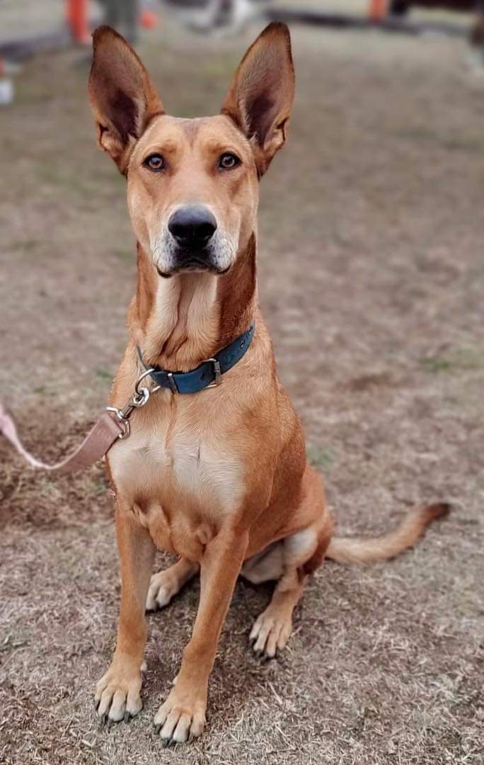 elcampito's tweet photo. Amparo tiene una mirada que hipnotiza. 
Sus ojos muestran la fuerza de una perrita que sufrió el abandono pero que aprendió a volver a confiar 🥹🧡

Si te enamoraste de esta bella camperita, escribinos a adoptantesdelcampito@gmail.com 
También ingresa aquí https://t.co/scNdKyIIRn https://t.co/xXoB8boNbi