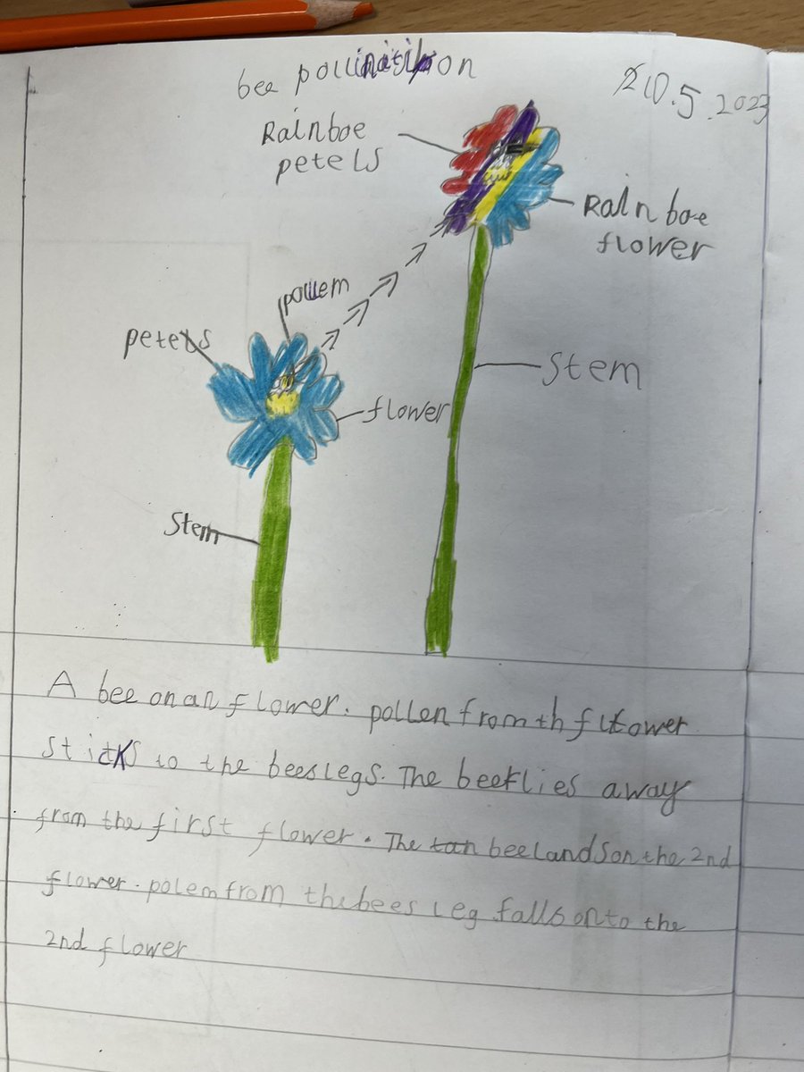 e1_stgeorge's tweet photo. Today we learnt about how bees pollinate flowers! We were the bees! 🐝🌸@e1_stgeorges @StAnnesgaCPS https://t.co/ZbvOmczoJz