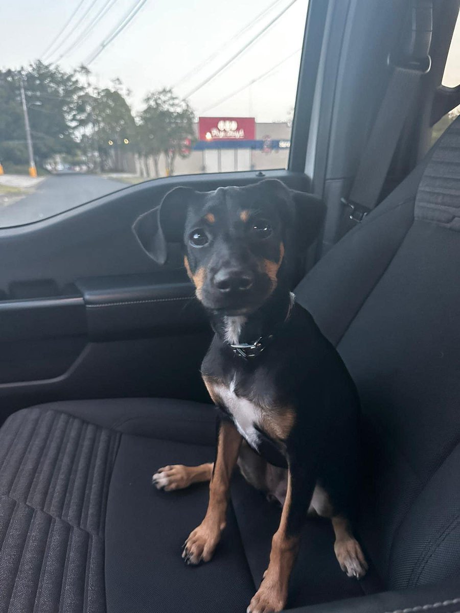 RemiMartinPR's tweet photo. Yazunary Nieves Ayudenme a encontrar su dueñ@ ! Acabo de encontrar esta 🐶en el area de Costco Carolina. Estaba corriendo por toda la avenida entre los carros desesperada. La perrita esta bien cuidadada y tiene una bandana alrededor de el cuello. 
 - SHARE - SHARE - SHARE 🚨🚨‼️ https://t.co/mSNoBlzt4t
