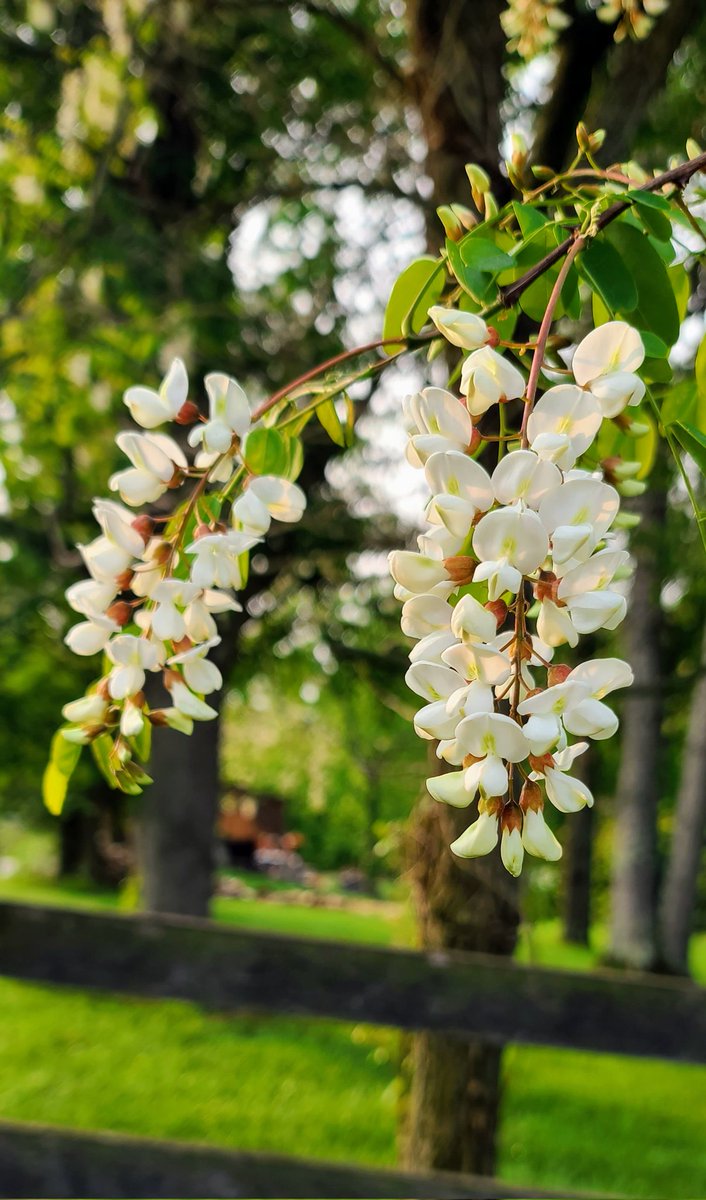 drlith's tweet image. Locust blossom fritters. SO GOOD Y&apos;ALL. Some people like them on salads but I don&apos;t love the raw planty taste, but fried up in a little eggy batter? And so easy to gather if you have a black locust tree with low-hanging branches.