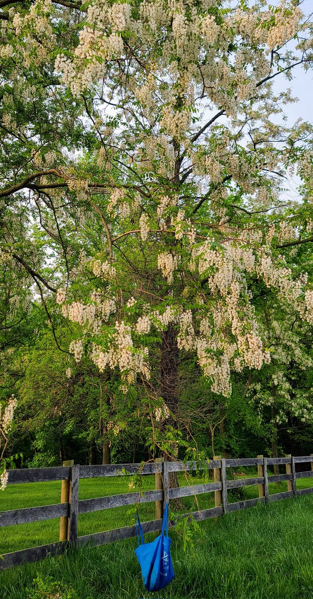 drlith's tweet image. Locust blossom fritters. SO GOOD Y&apos;ALL. Some people like them on salads but I don&apos;t love the raw planty taste, but fried up in a little eggy batter? And so easy to gather if you have a black locust tree with low-hanging branches.