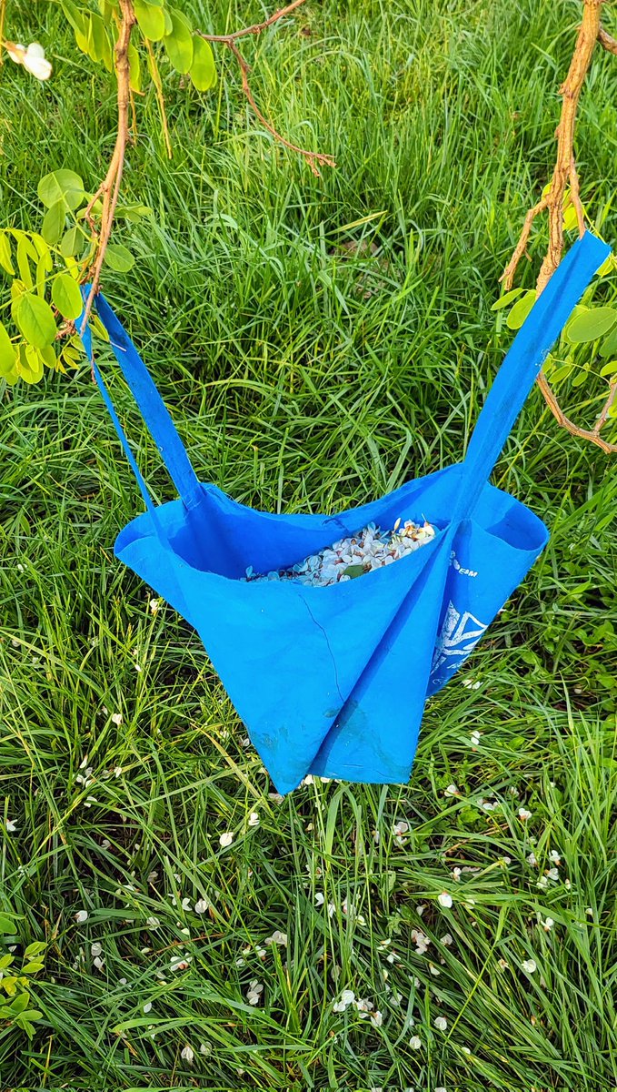 drlith's tweet image. Locust blossom fritters. SO GOOD Y&apos;ALL. Some people like them on salads but I don&apos;t love the raw planty taste, but fried up in a little eggy batter? And so easy to gather if you have a black locust tree with low-hanging branches.