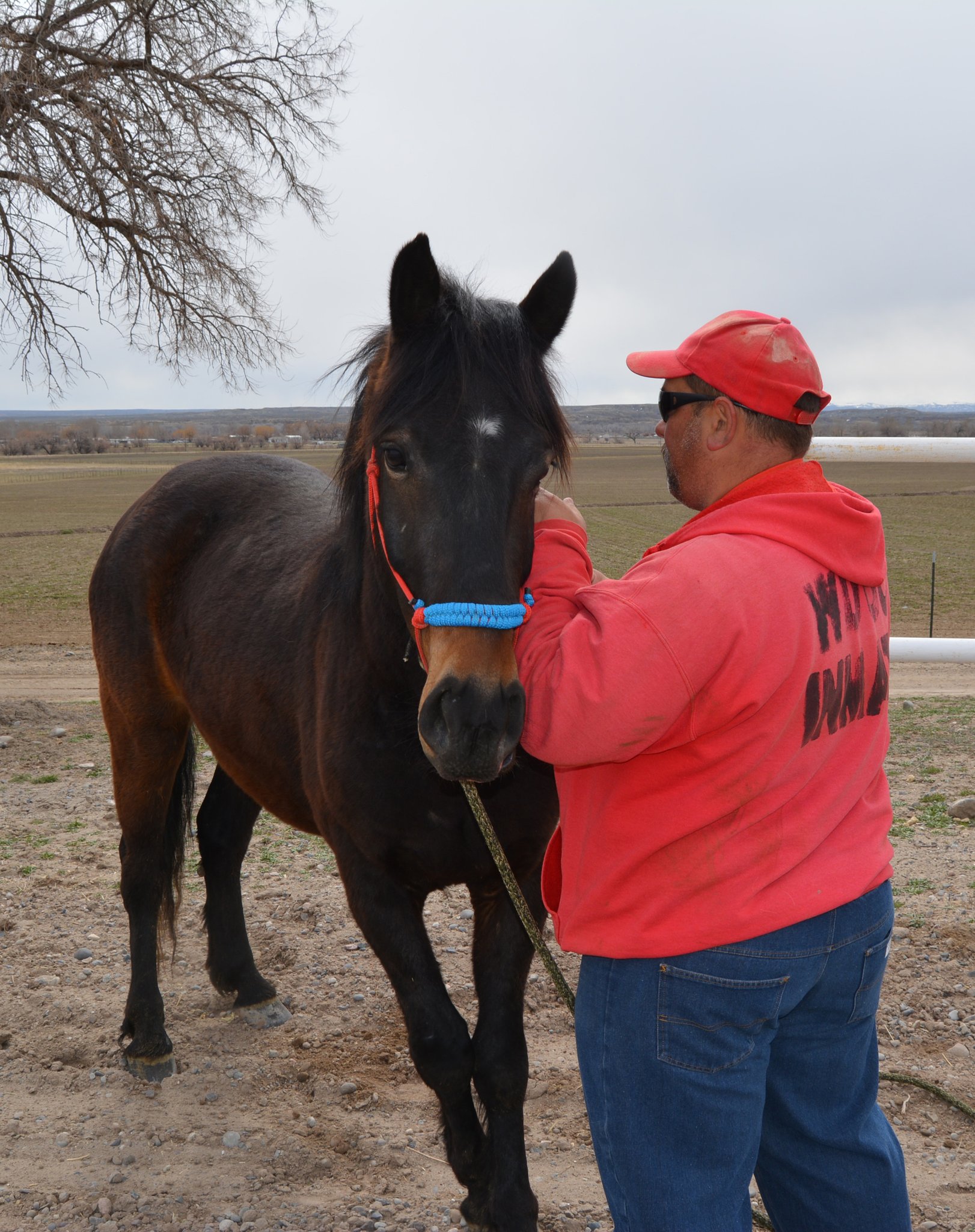 BLMWyoming on Twitter "Take a look at these cuties! They are a handful of the 15 halterstarted
