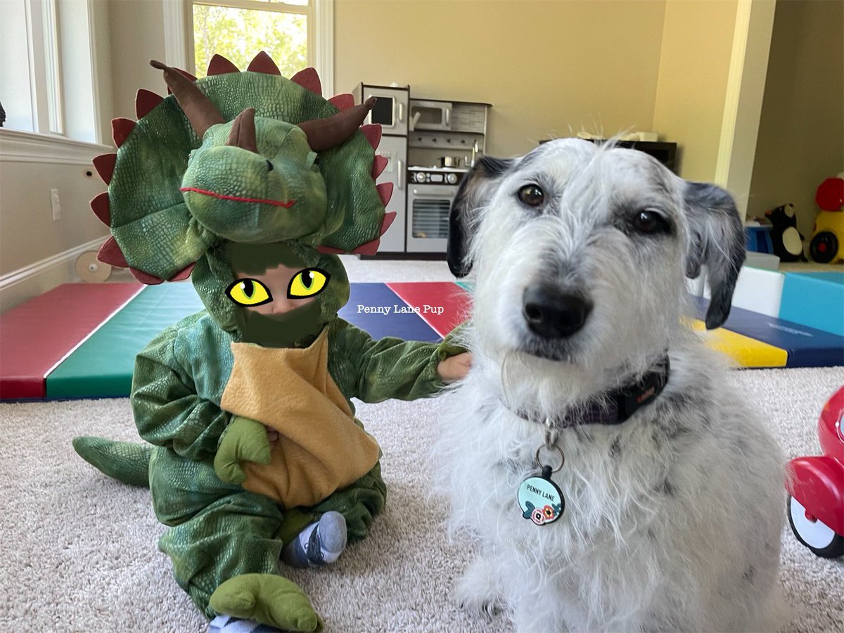 He turned into a dino! What do I do?!?! 😳🦖
#dogsoftwitter #pennylane #T2B2