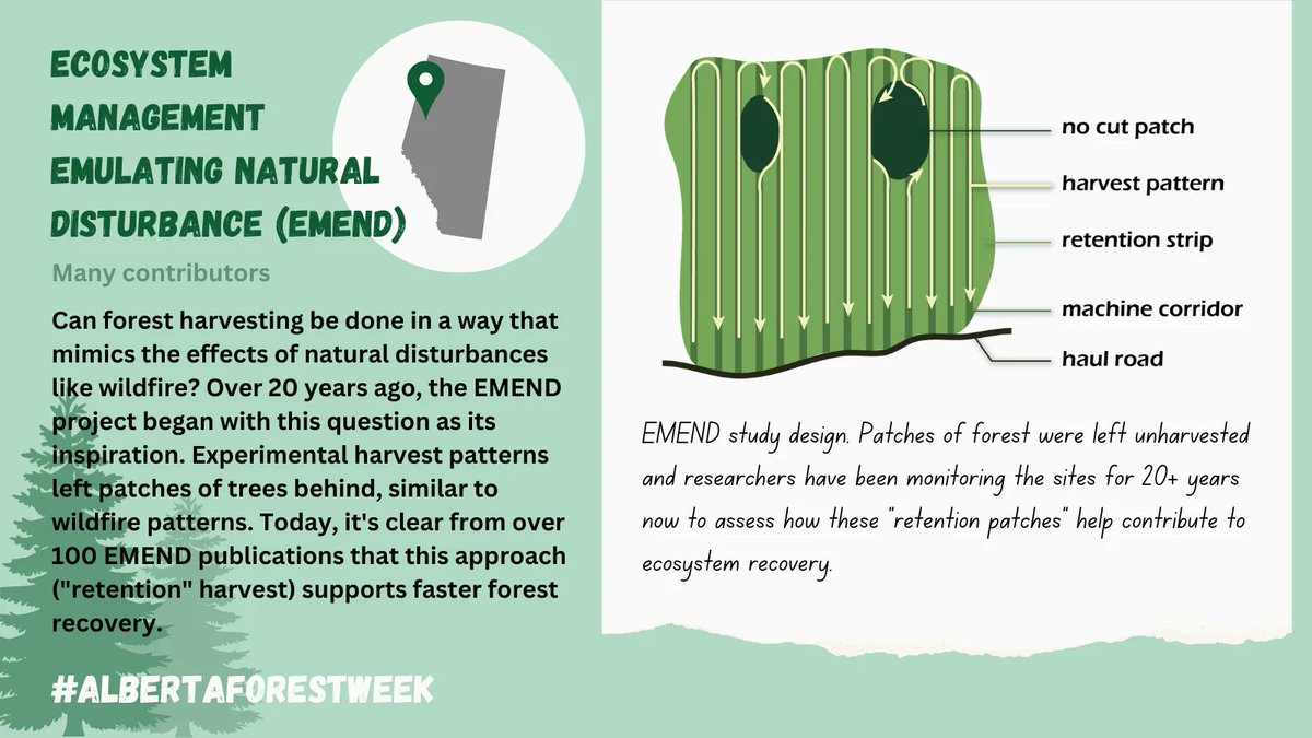 northern_norton's tweet photo. #AlbertaForestWeek🌲 Day 3: EMEND is a unique long-term collaborative #forestry experiment in northwest AB. For 20+ years we’ve studied how forests recover following different ecologically-sensitive harvest patterns compared to forests originated from wildfire.
#ABForestWeek https://t.co/butFIkwDkJ