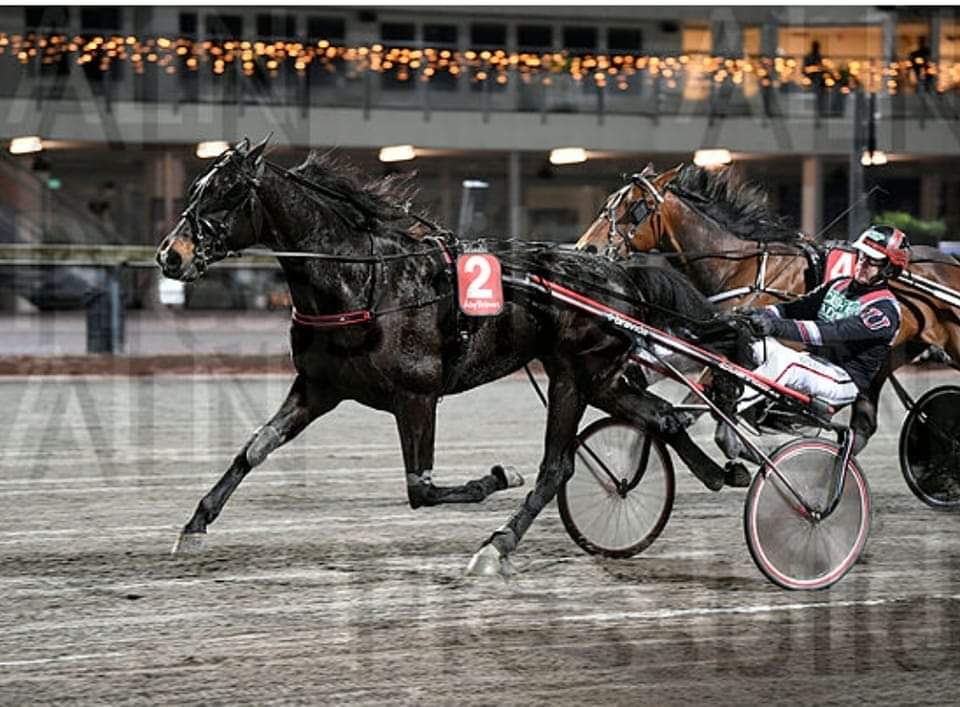 ninaspp1's tweet photo. Starttivalmis mielenkiintoinen, 5v  
Bold Eaglen poika
10starttiin 2🥇,3🥈,3🥉
 1.12,2 ajettiin pari vko sitten. 
10% 3000,- 5% 1500,-
 Kuukausimaksut 10% 150,-
5% 75,-
Nina_pettersson30@hotmail.com 
Tai Messengerviesti käy myös hyvin.
040-4830315  whatsup viestit https://t.co/qVIe9uTduR