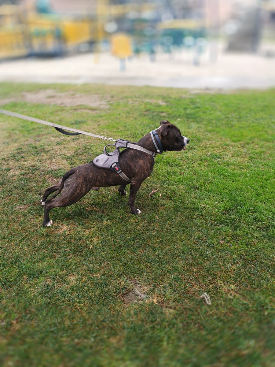 jxmason's tweet photo. #dogs #walkingmydog #park #huntingdogs #pitbull #canecorso #dogmix #ExitPolls #Eurovision #RHODurban #ImranKhanArrested #Pakistan #WangYibo_CHANELCruise24 https://t.co/MQsyBt7aUg