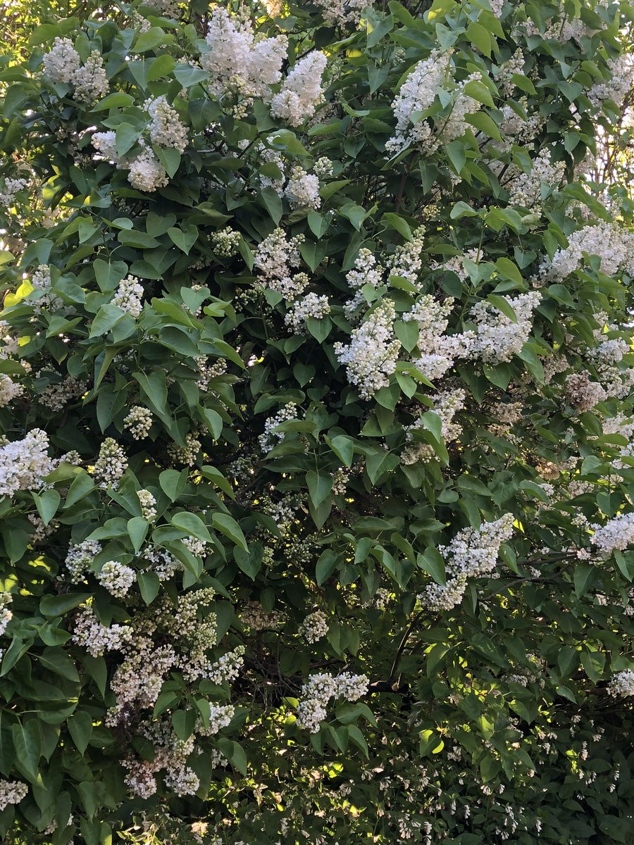 TonyCava's tweet photo. #SomethingBeautiful Harbinger of Spring Archive- Tail end of the white lilac bloom, May 9 2023. Still plenty in the backyard along the alley. Like the whole of spring, stay in the moment and enjoy it while you can. #Spring #Lilac #HarbingerOfSpring #BellinghamWA #ThePhotoHour https://t.co/YNdgdk0Cev