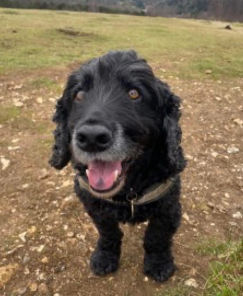 rosieDoc2's tweet photo. #spanielHour
TONIGHT (Wednesdays) 7-8pm
📰 FOSTER FEATURED IN TODAYS EDITION OF #CountrymansWeekly PLs KEEP LOOKING HES AN OLDER GUY MISSING IN #KT7 12/4/23📰
Lost in woods nr the old Cranleighan Rugby Club #ThamesDitton #KT7 12/4/23 chipped/neutered
https://t.co/fTf76FQpsM https://t.co/if2zpG4Dys