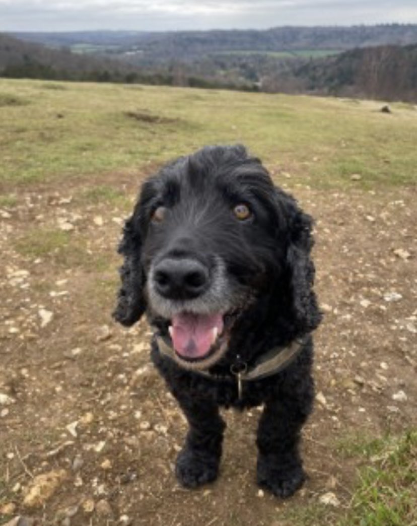 #spanielHour 
TONIGHT (Wednesdays) 7-8pm 

📰 FOSTER FEATURED IN TODAYS EDITION OF #CountrymansWeekly PLs KEEP LOOKING HES AN OLDER GUY MISSING IN #KT7 12/4/23📰
Lost in woods nr the old Cranleighan Rugby Club #ThamesDitton #KT7 12/4/23 chipped/neutered 

doglost.co.uk/dog-blog.php?d…