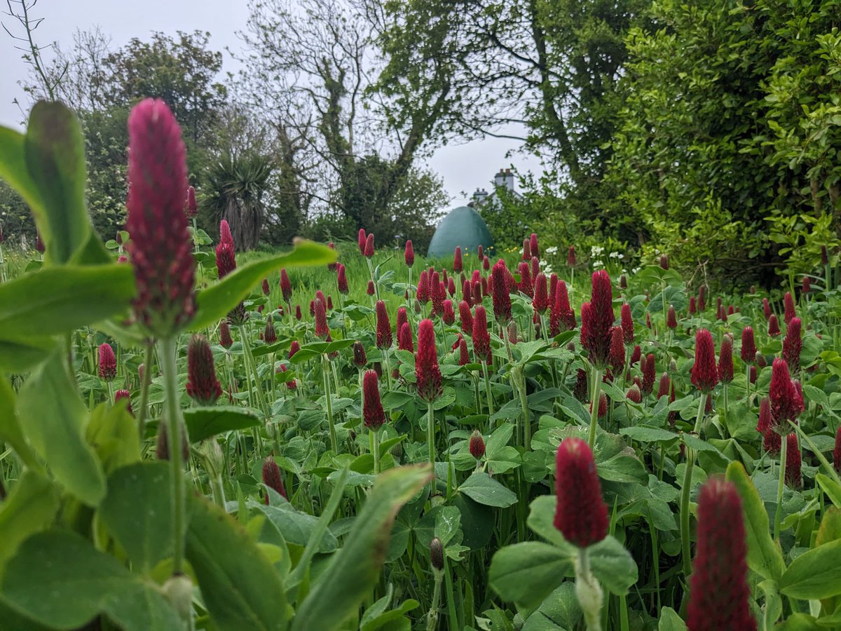 Looking over yon crimson clover from  <a href="/FruitHillFarm/">Fruit Hill Farm</a> .. thank you for lovely seed mix!