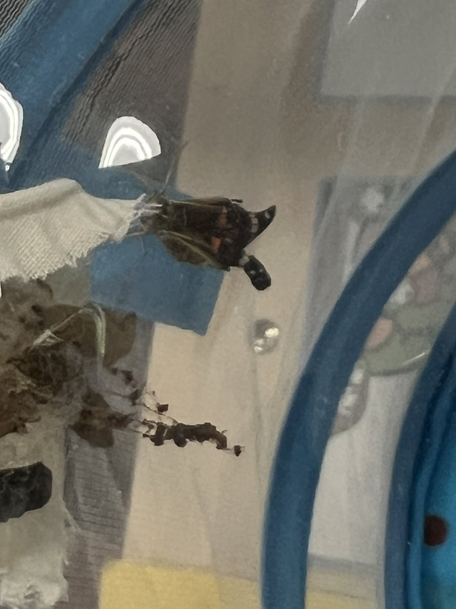 PreKAcosta's tweet photo. Getting to watch one of our butterflies emerge from its chrysalis has been the highlight of our morning #Lakeside2223 #LakesidePreK https://t.co/9Qhbm4Tvt3