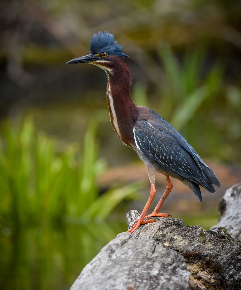 When you're a green heron, and it's breeding season, and you're really not sure if you should chase that other heron out of your swamp or go over and say, "hey, how you doin'?" 

#GreenHeronProblems #NaturePhotography #BirdTwitter #NatureLovers