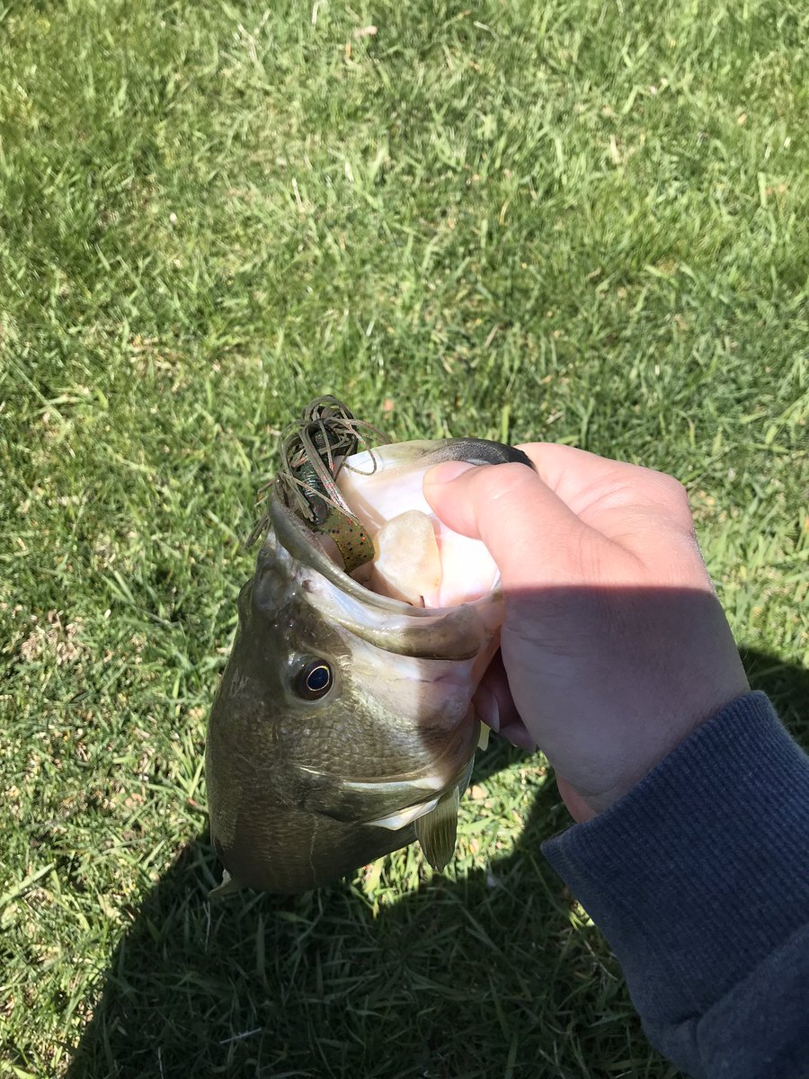 This bladed jig color combo is on 🔥 #fishing #bassfishing #bladedjig #catchandrelease