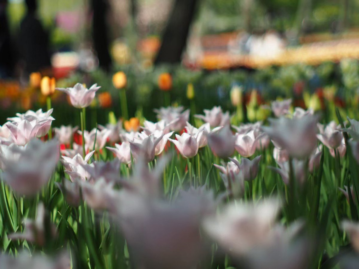 Syasin_kakou's tweet photo. チューリップ

#写真好きな人と繋がりたい  
#ファインダー越しの私の世界  #photograph #coregraph
#キリトリセカイ #カメラ女子
#写真で伝えたい私の世界 
#harucanon https://t.co/B35GcDjcbn