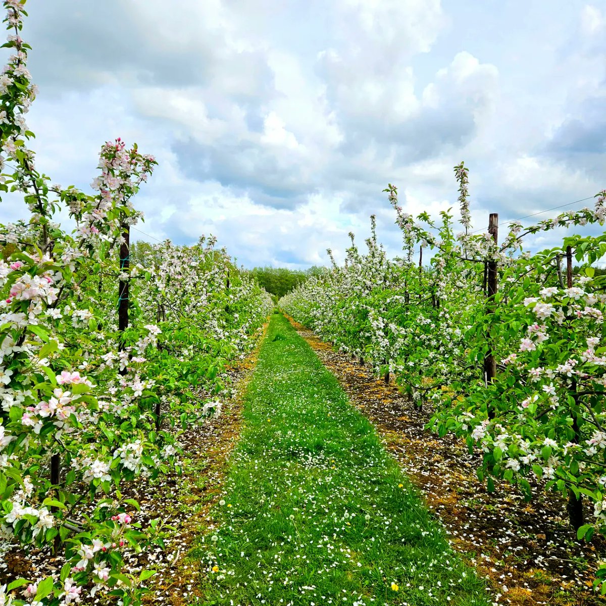 DuddasTunCider's tweet photo. 🌸 Beautiful blossom in our Sissired orchard here at Pine Trees Farm, just coming out of full bloom in to petal fall...

All of our Sissired apples are pressed and used to make our super tasty Greenhorn cider 😋

#blossom #kent #backbritishfarming #toka23 #greenhorn #cider https://t.co/UPSAQHkeDT