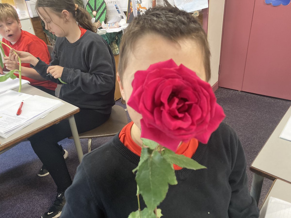 MelthamMoor's tweet photo. Itβs smells beautiful in Y5 this afternoon! Our fabulous scientists are eagerly dissecting flowers in order to identify the male and female reproductive parts #MMScience #MMY5 https://t.co/UP0T4jRz03