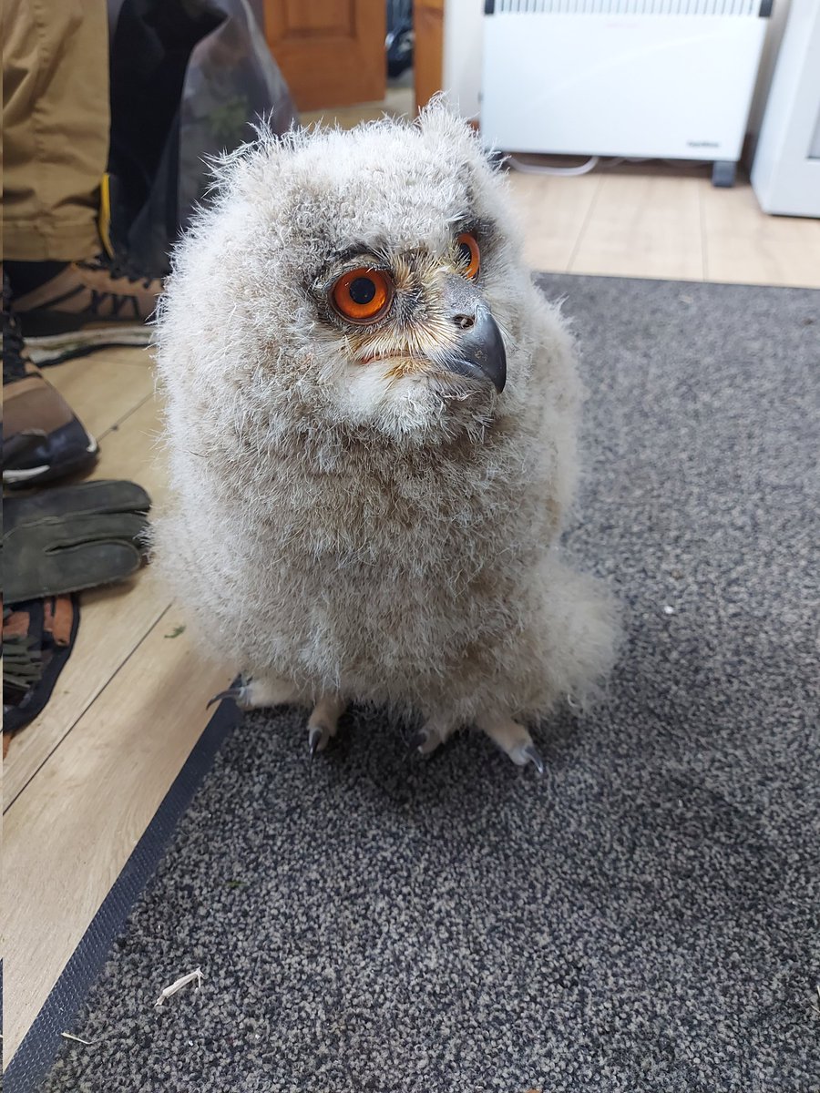burrowingbolt's tweet photo. Baby Siberian Eagle Owl is now 5 weeks old and 3lb 5 oz 😮🦉😍 #thoseeyes #owl #owls #owlet #hooters #Cheshire https://t.co/wf983jh8FK