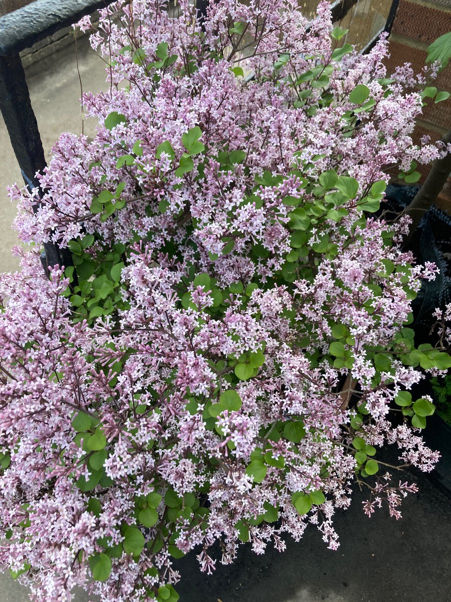 Korean Lilac - the most hayfever triggering plant on Earth. Looks pretty though….