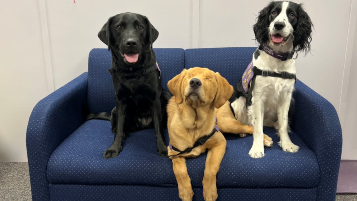 Inside Higher Ed on Twitter "Student Wellness Tip Therapy Dogs for