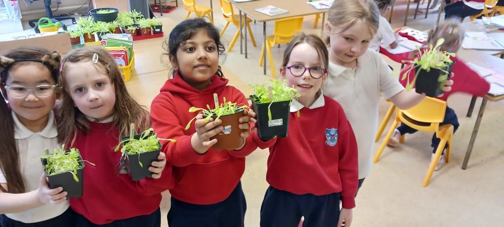 Senior Infants have been gardening! They’ve grown lots of lovely lettuce to take home for harvesting. Who’s for summer salad?!🥗