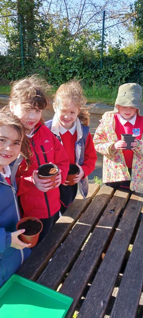 They were busy repotting their lettuces with the help of John earlier on.