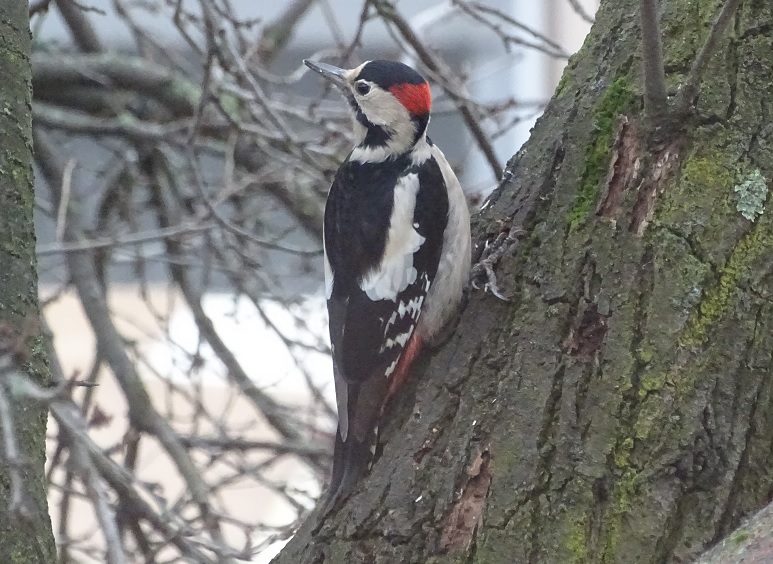 okovaros's tweet photo. May 10 has been designated Birds and Arbor Day in Hungary since 1906
#DebrecenHungary #NatureProtection #Birds #ArborDay https://t.co/AXJ1k7EiUa
