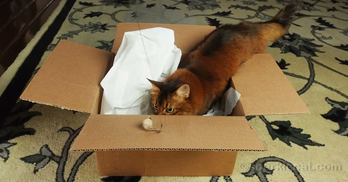 sparklecat's tweet image. Not everyone wants to leash train their cat or teach them tricks. So how do you keep an indoor cat happy? I have some suggestions in today’s blog post: buff.ly/3nSAMsf #catadvice #catlovers #indoorcats