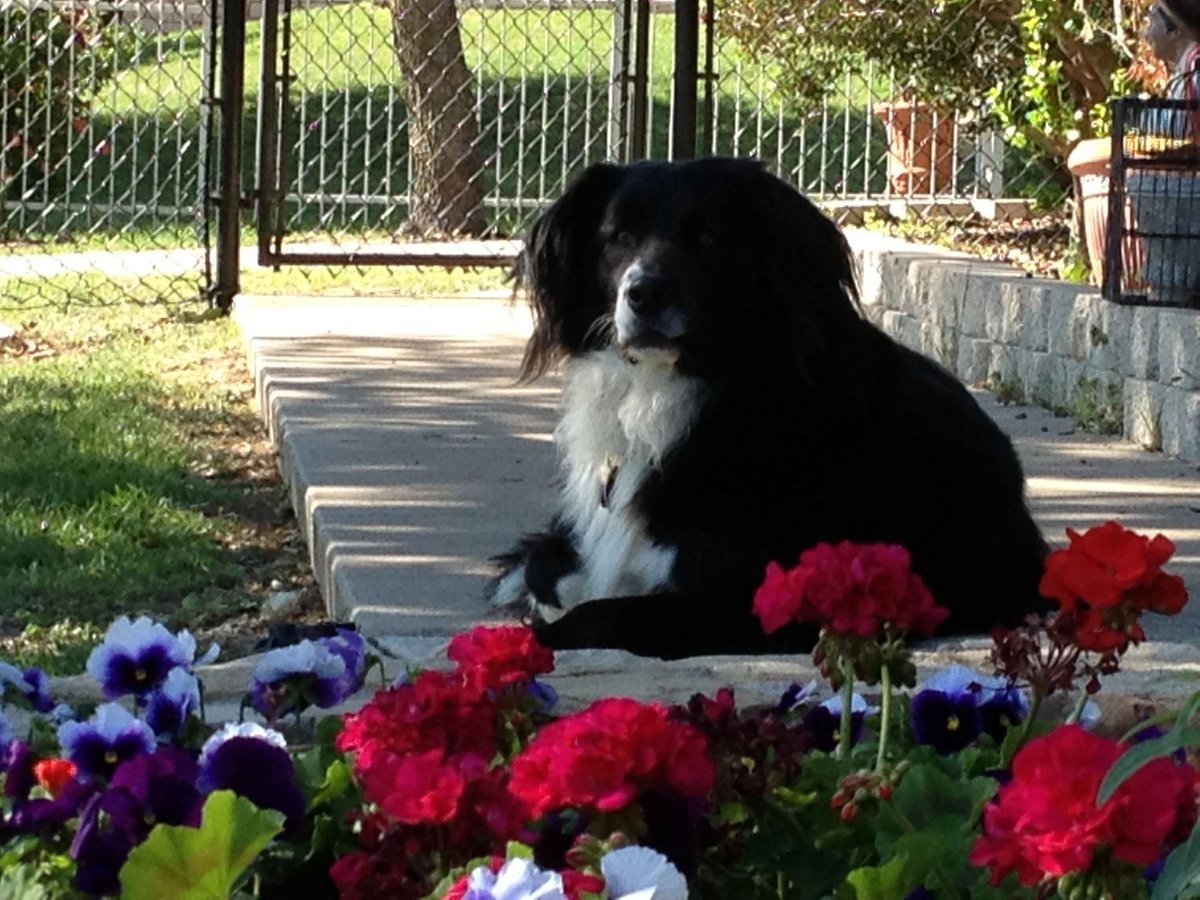basecombuilds's tweet photo. It is with great sadness that we share with you the passing of the Oaxaca family's beloved pet, family member and Moral Officer, Phillip. He's been with the family for well over 12 years and he will be dearly missed. He leaves a big hole in our lives. https://t.co/WL4myHBeWG