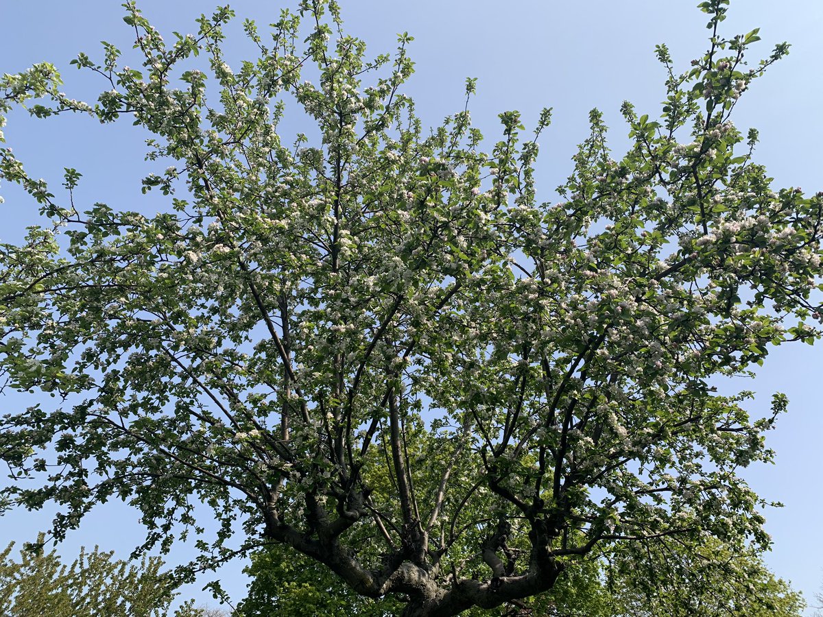 Meeting finished early so stepped outside to stretch under the beautiful blossom of our apple tree #healthandwellness #resilience #ontario #spring