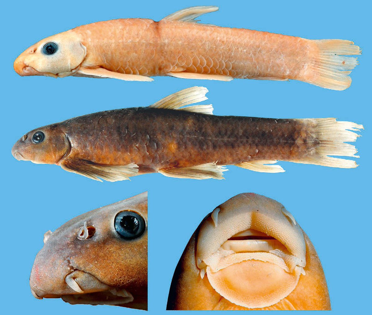Varanussalvator's tweet photo. #FishEponym: Garra manipurensis, a species of labeonine cyprinid described in 1988 from the state of Manipur in northeast India.
https://t.co/nRqTeRSKH3
π·: Nebeshwar & Vishwanath (2017), Neeraj Kumar Sharma, Vishwanath & Sarojnalini (1988) https://t.co/Eo0UeiYnWy