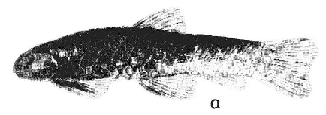 Varanussalvator's tweet photo. #FishEponym: Garra manipurensis, a species of labeonine cyprinid described in 1988 from the state of Manipur in northeast India.
https://t.co/nRqTeRSKH3
π·: Nebeshwar & Vishwanath (2017), Neeraj Kumar Sharma, Vishwanath & Sarojnalini (1988) https://t.co/Eo0UeiYnWy