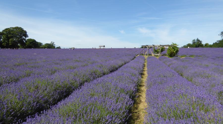 OdlSoutheast's tweet photo. CHANGE OF DATE: Note the Lowland and Hill Walks event 'London Loop - Whyteleafe to Banstead Downs' in the Greater London area has been rescheduled to 03-Jun-2023 (was previously 13-May-2023). 
Booking and info: https://t.co/9yqxhAQ2xx 
#GetOutMore #outdoorlads #gay #bi #trans https://t.co/iGv3dUV21z