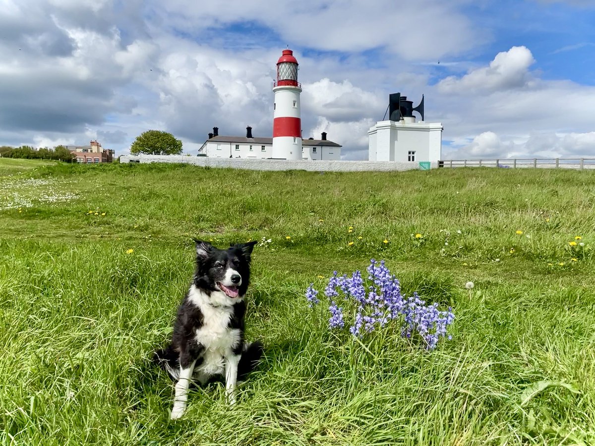 HJobling's tweet photo. #InSeasonSpring
@InSeasonComp @inSeasonComp

Bella smiling at Souter Lighthouse  taken by H Jobling https://t.co/weFIunJfnr