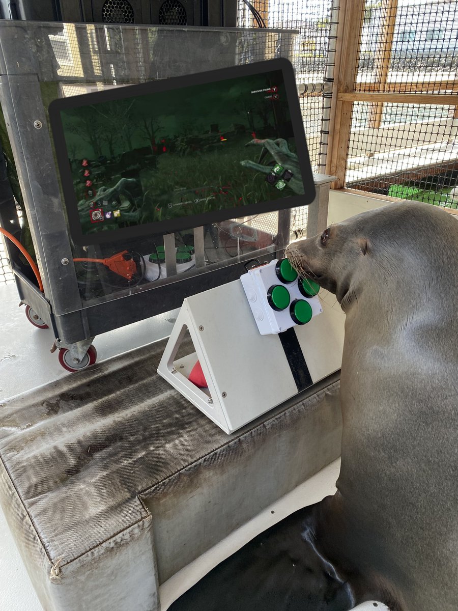 gohjoegamez's tweet photo. BREAKING NEWS FOR DBD:

after recent balance patches it has been discovered that sea lions are able to consistently 4k as killer every game.

Unfortunately they're still incredibly toxic in post game chat. https://t.co/FawN2JWS3Q