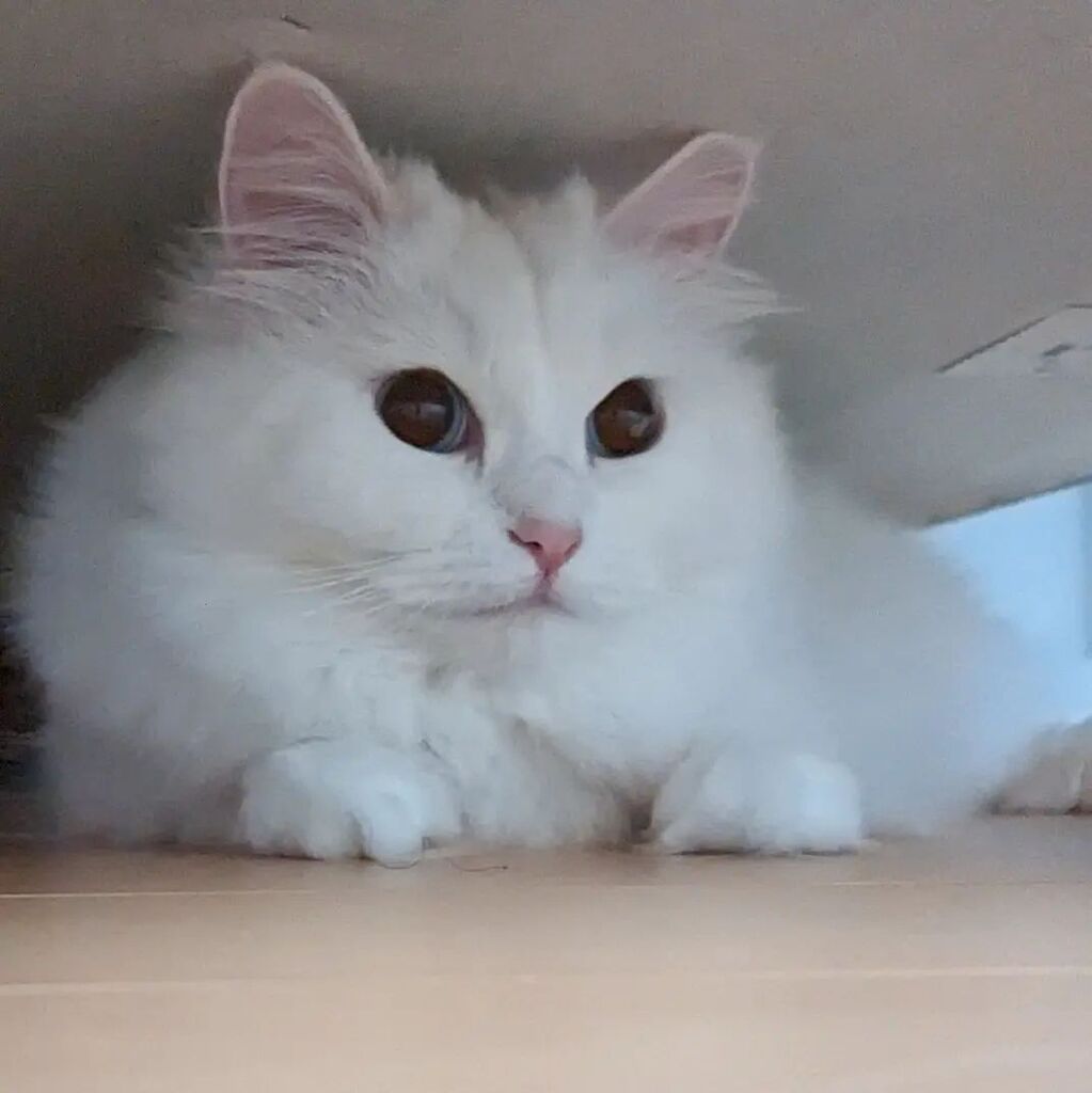 rosa2020071's tweet photo. #cat #CatsOfTwitter #ねこ from https://t.co/YTzvvt9j1F https://t.co/2EZ1yO2WUm