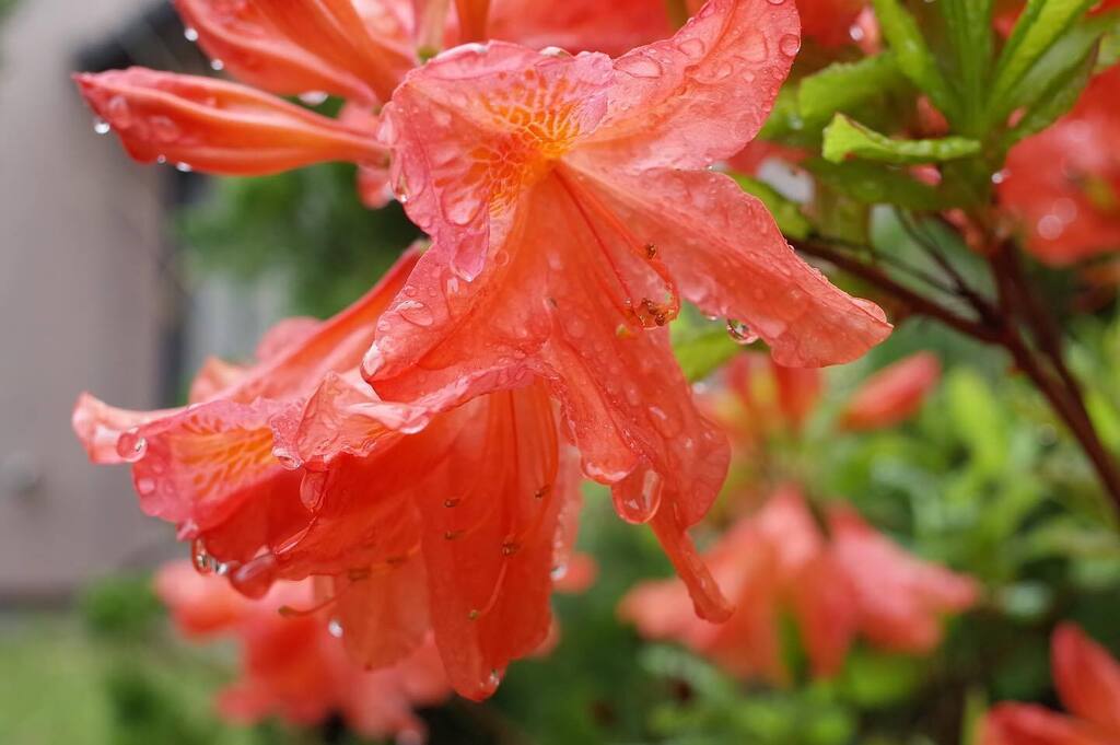masaha31's tweet photo. 雨上がりの彩り　#花の色　#花の写真　#花の写真館　#花撮り　#花撮り人　#花撮り隊　#flowers  #flower #flowermagic  #flowerpower  #東京カメラ部 https://t.co/y48KbPAUph https://t.co/x9Ubl3Y9LC