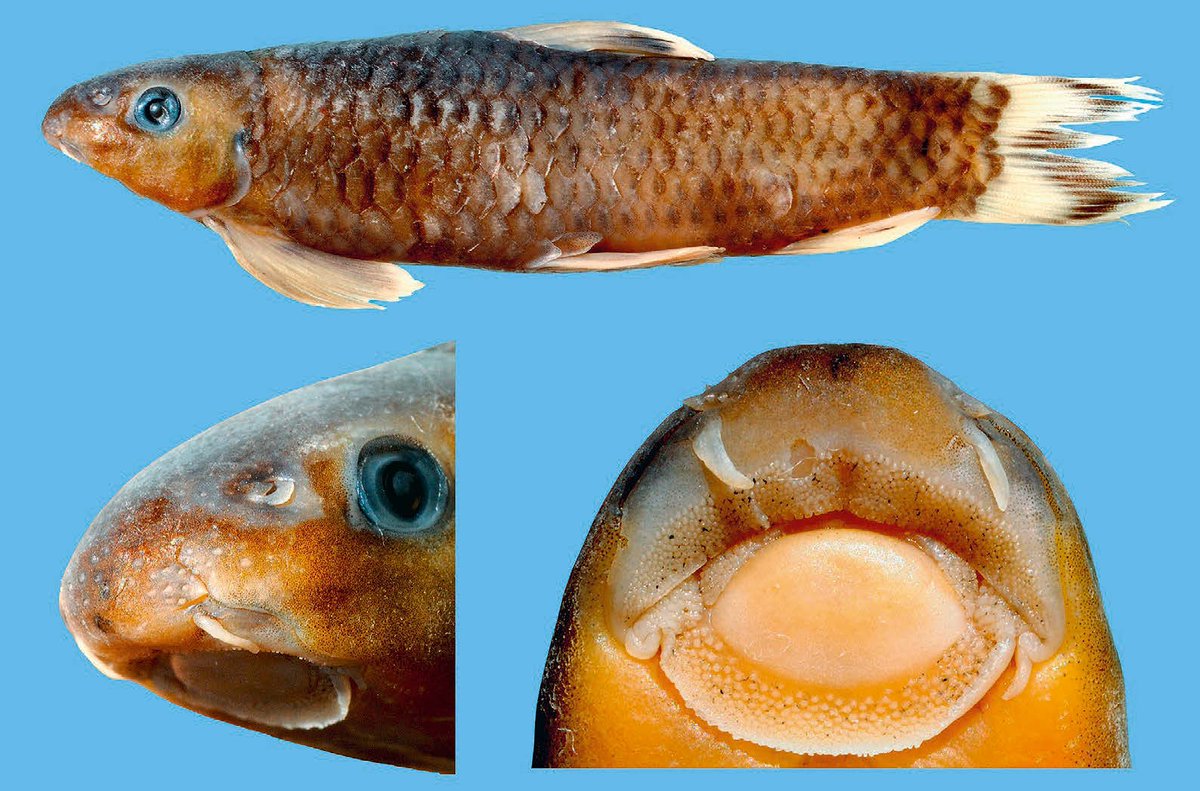 Varanussalvator's tweet photo. #FishEponym: Garra matensis, a species of labeonine cyprinid described in 2017 from the Mat River in the state of Mizoram, northeast India.
https://t.co/ZeuN226YP4
https://t.co/Y84pa7l2lH
π·: Nebeshwar & Vishwanath (2017), Solo & Lalnuntluanga (2018) https://t.co/eybhX3LWMN