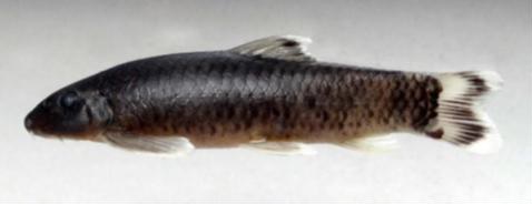 Varanussalvator's tweet photo. #FishEponym: Garra matensis, a species of labeonine cyprinid described in 2017 from the Mat River in the state of Mizoram, northeast India.
https://t.co/ZeuN226YP4
https://t.co/Y84pa7l2lH
π·: Nebeshwar & Vishwanath (2017), Solo & Lalnuntluanga (2018) https://t.co/eybhX3LWMN