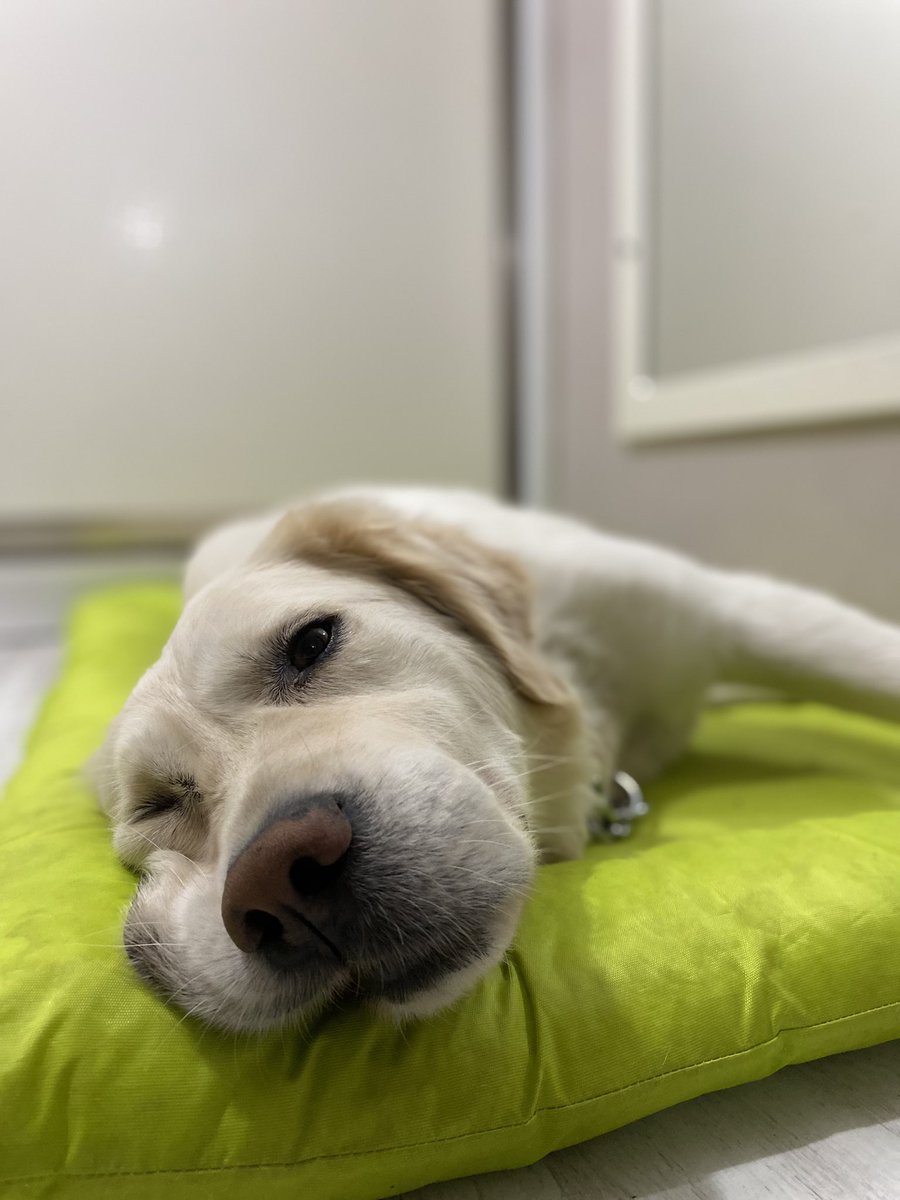 avpelin_'s tweet photo. Okuldan gelen kızıma pankek yaptım…soğumaya bıraktım içeri girdiğimde tek bir adet kalmıştı… suçlusu ektedir 😂 https://t.co/NxQwIPxetD