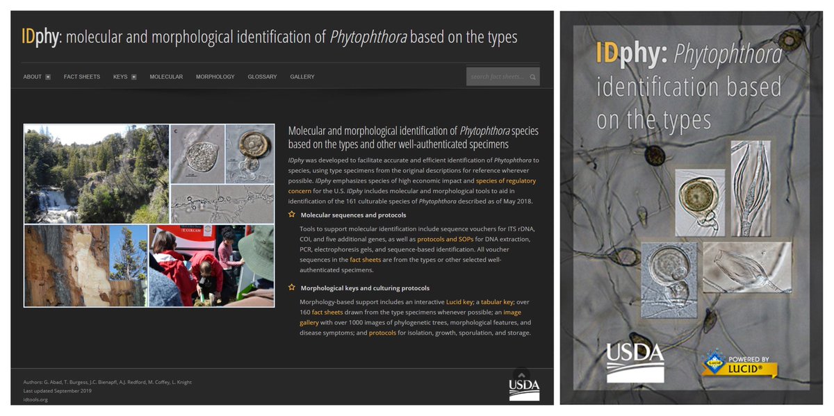 In a new Feature, Z. Gloria Abad et al. present the comprehensive resource “IDphy”—the first online tool that uses original type specimens for the molecular and morphological identification of #Phytophthora species. 🔓 Read now: doi.org/10.1094/PDIS-0…